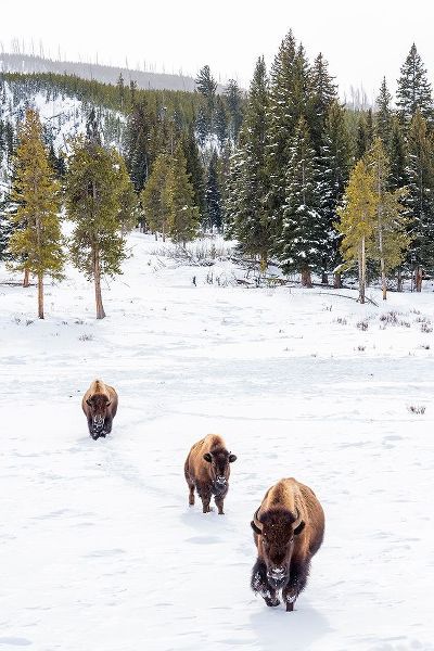 Wyoming-Yellowstone National Park Bison walking in snow